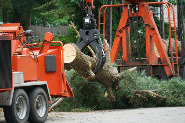 Best Seasonal Cleanup (Spring/Fall)  in Haines City, FL