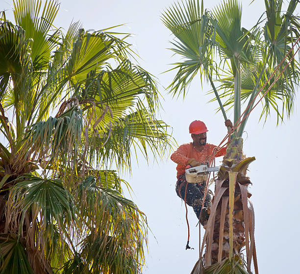 Best Utility Line Clearance  in Haines City, FL