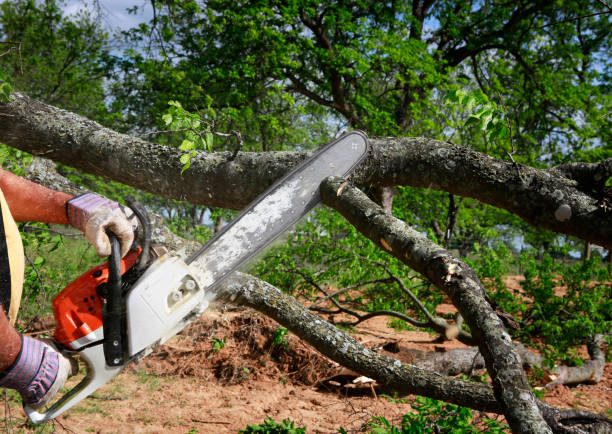 Best Tree Removal  in Haines City, FL